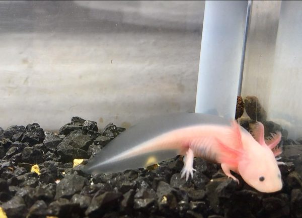 Axolotl – bílý, s černýma očima