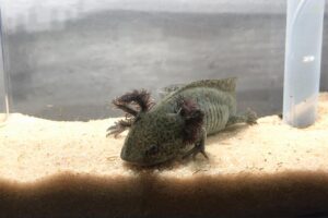 Axolotl