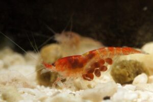 Halocaridina​ rubra