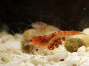 Halocaridina​ rubra