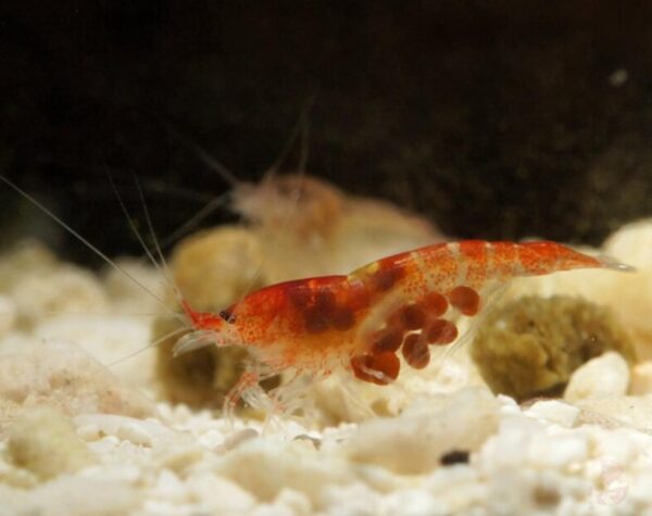 Halocaridina​ rubra