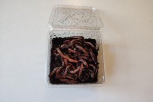 Kalifornské žížaly