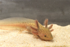 Axolotl cooper 7-9 cm