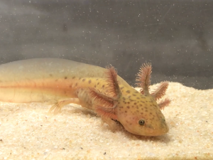 Axolotl cooper 7-9 cm