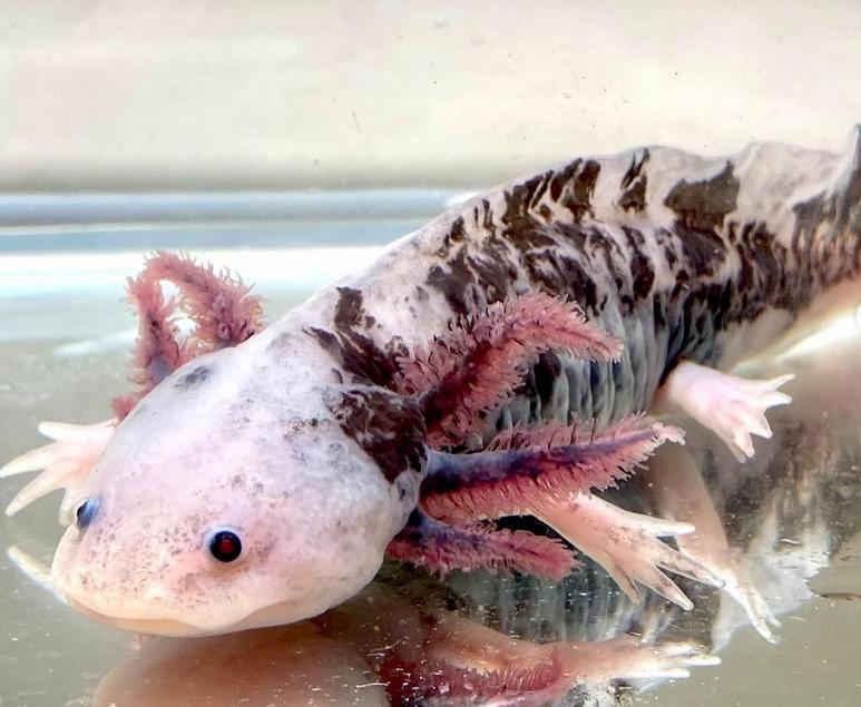 Mozaikový axolotl