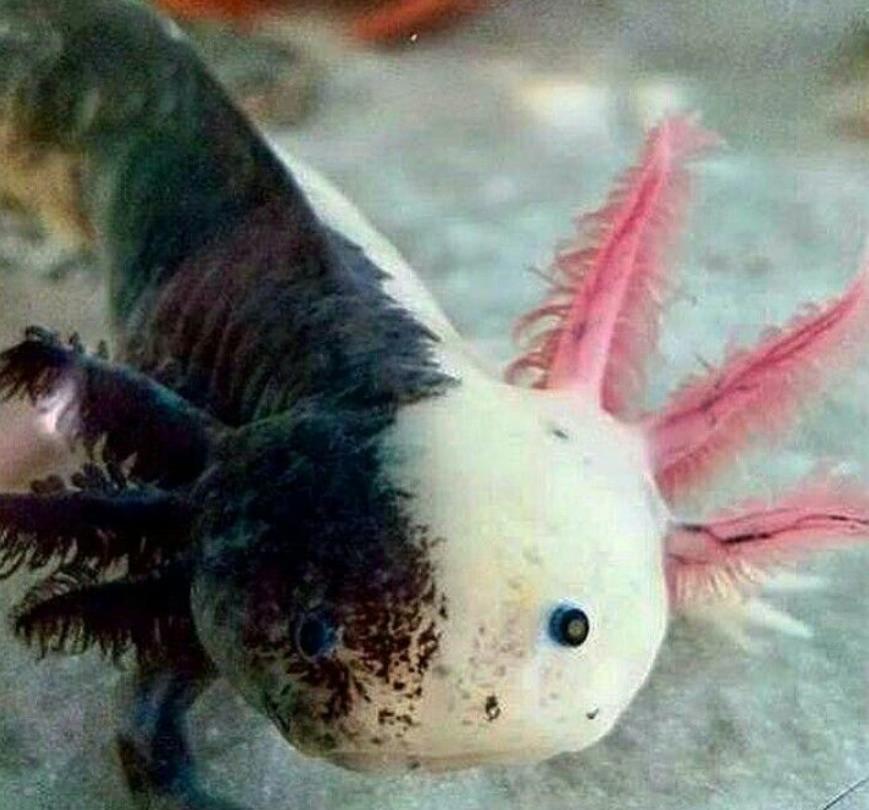 axolotl Mozaikový
