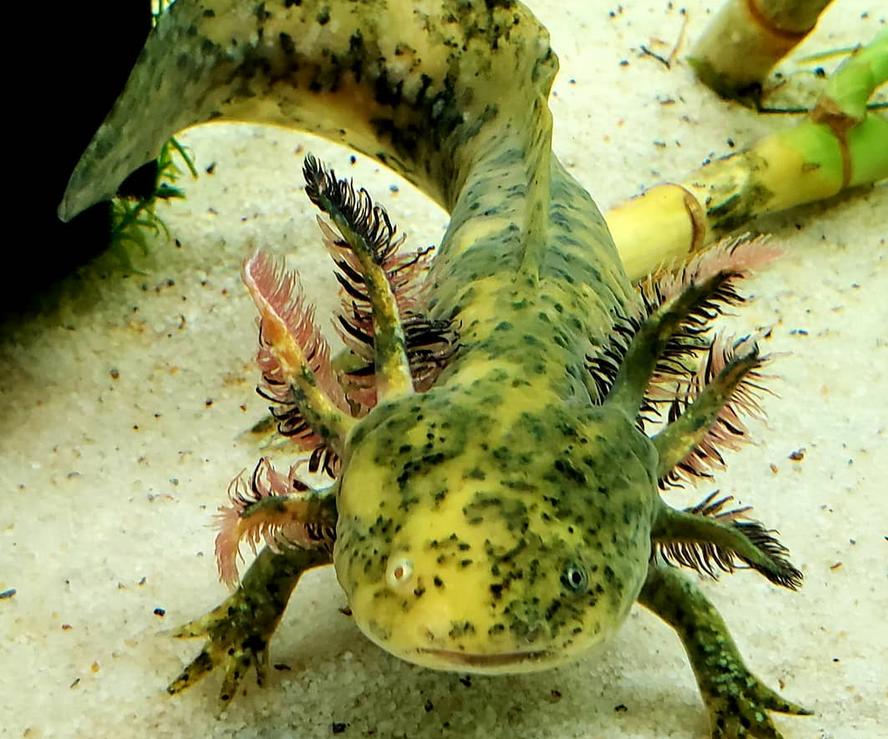 Mozaikový axolotl