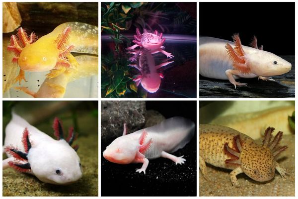 Axolotl - fascinující diverzita druhů