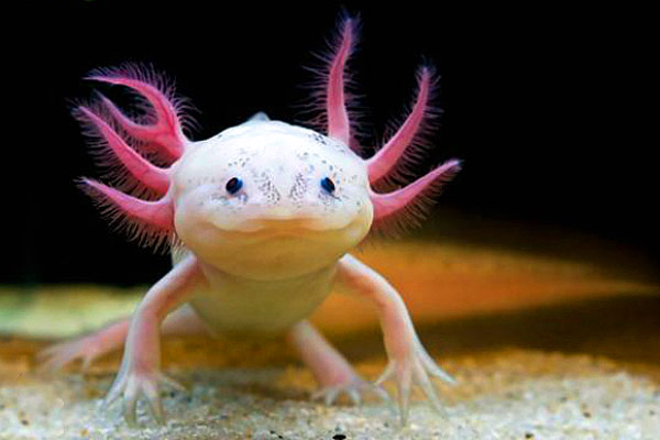 akvárium pro axolotly