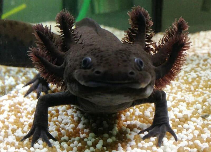 Jak často měnit vodu u axolotla?