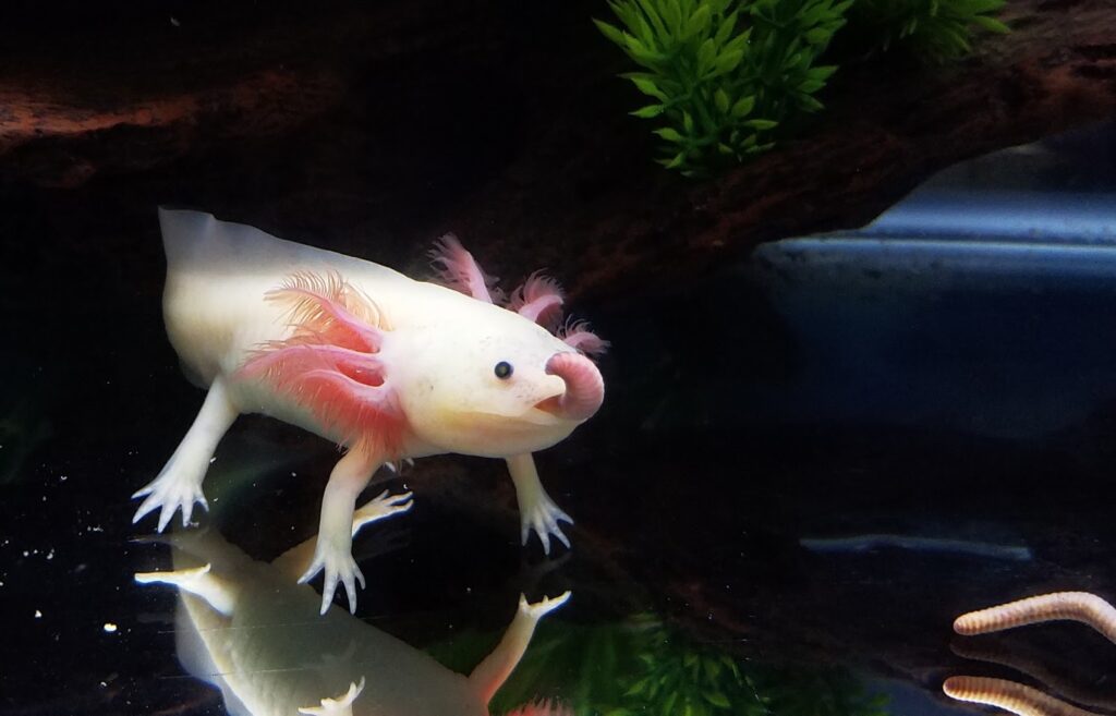 Jak často se musí krmit axolotl