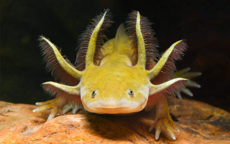 Jak rychle roste axolotl?