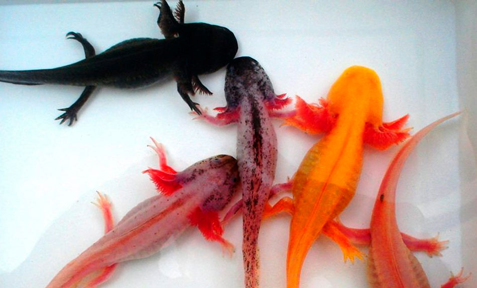 Redké druhy axolotlů: Poklady pod vodní hladinou
