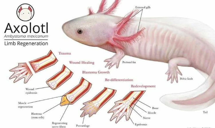 Regenerace končetin u axolotlů: Zázračná schopnost obnovy