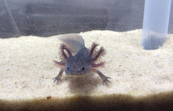 Axolotl levandulovy