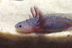 Axolotl levandulovy