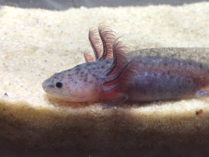 Axolotl levandulovy
