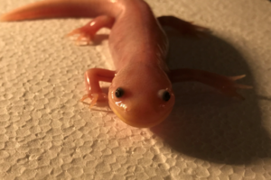 Axolotl na suchu - Ambystoma