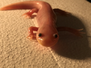 Axolotl na suchu - Ambystoma