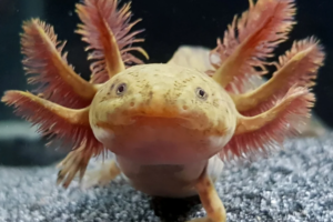Axolotl Copper