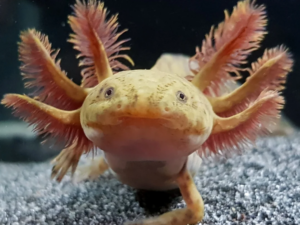 Axolotl Copper
