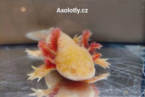 Axolotl zlatý