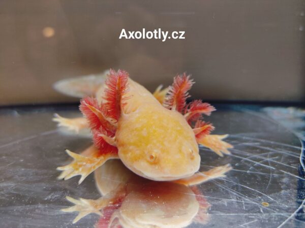 Axolotl zlatý