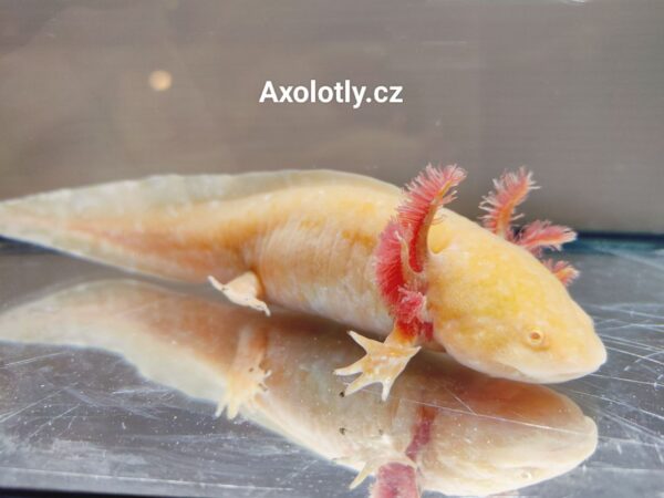 Axolotl zlatý