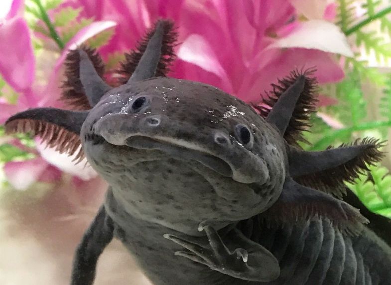 axolotl