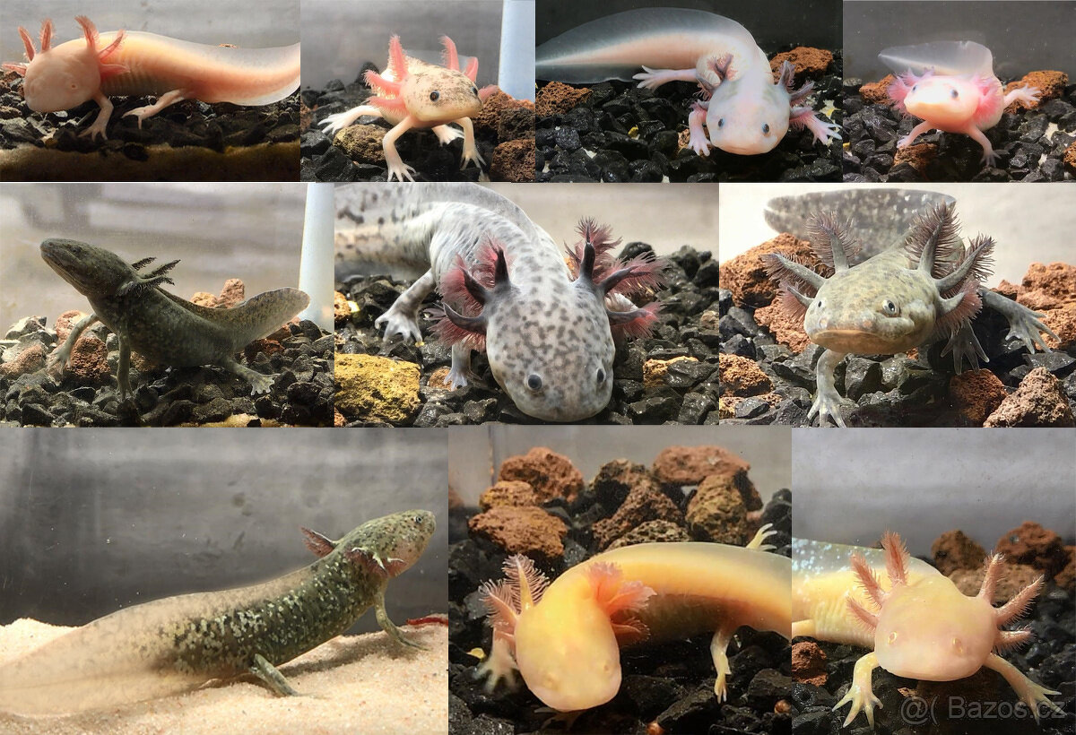 Vítejte ve Společenství milovníků axolotlů a akvaristiky!