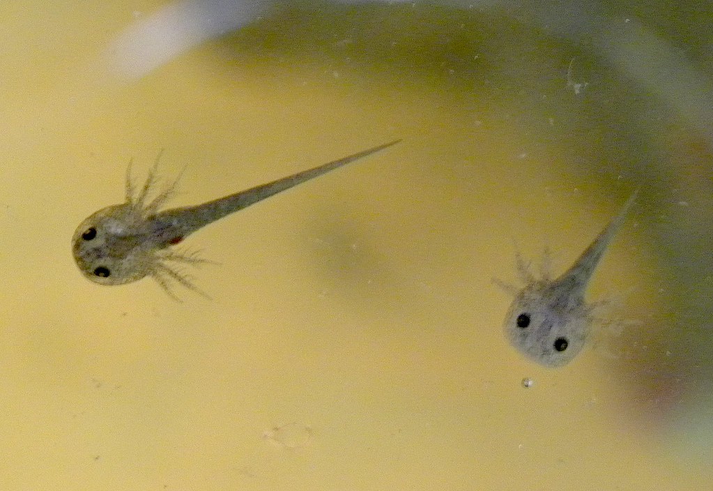 Jak krmit mláďata axolotlů