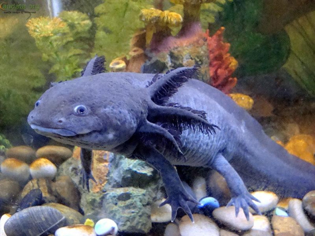 Proč mají někteří axolotlové velké žábry a jiní ne?