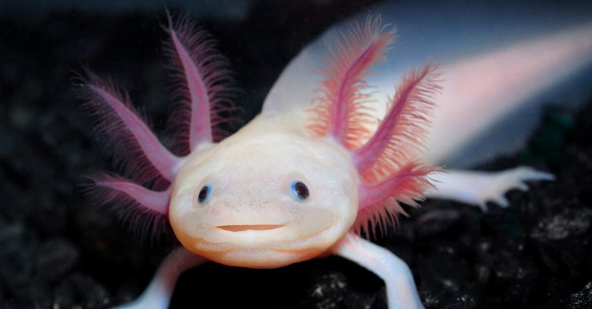Růst žaber u axolotla