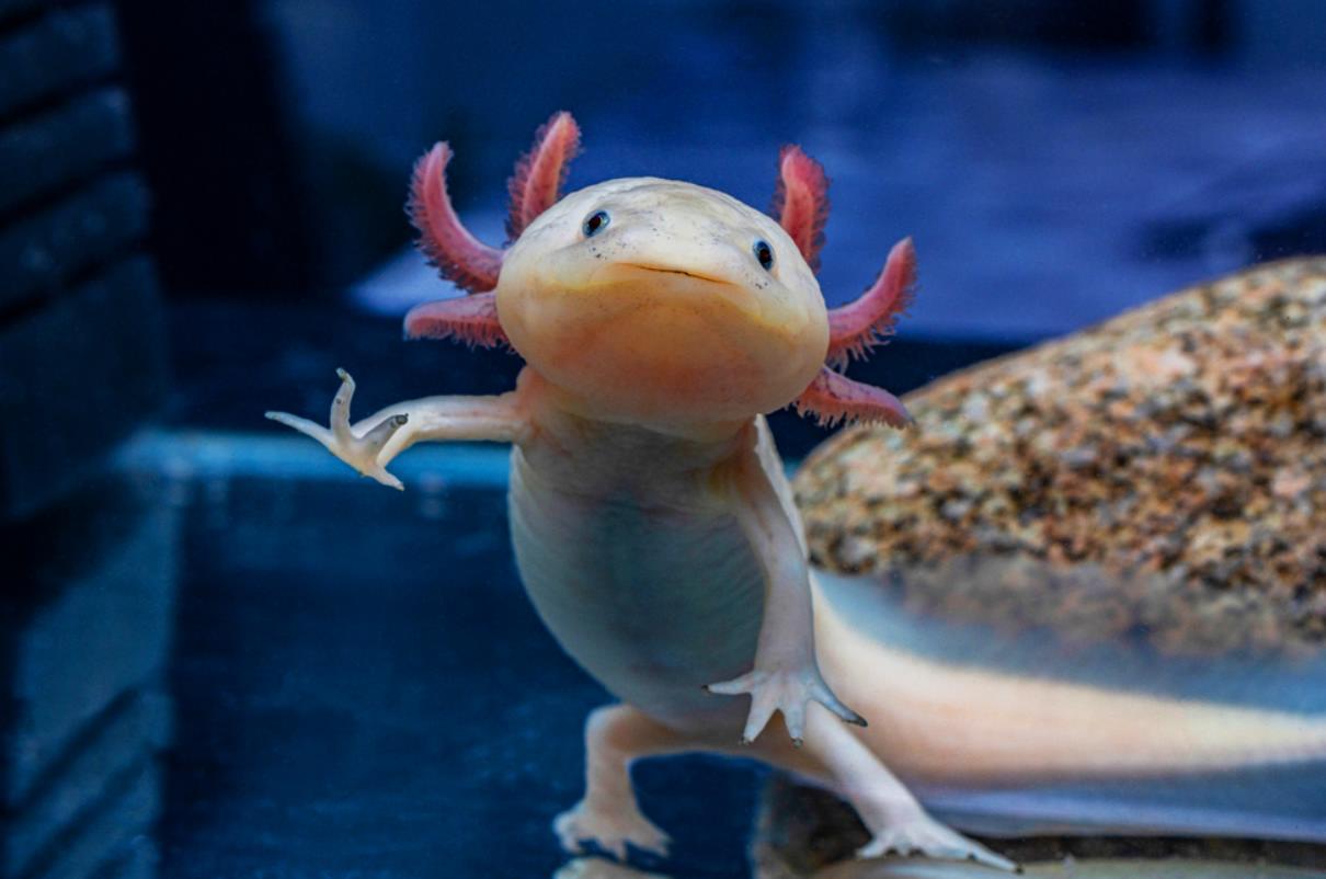 Kolik dní vydrží axolotl bez jídla?