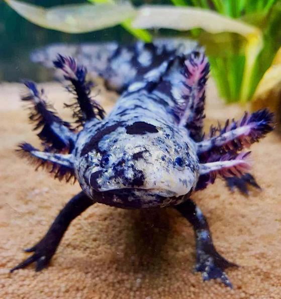Mozaikový axolotl – nejvzácnější barevná varianta