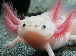 axolotl