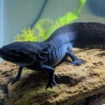 Axolotl Melanoid