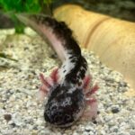 Axolotl Arlekin