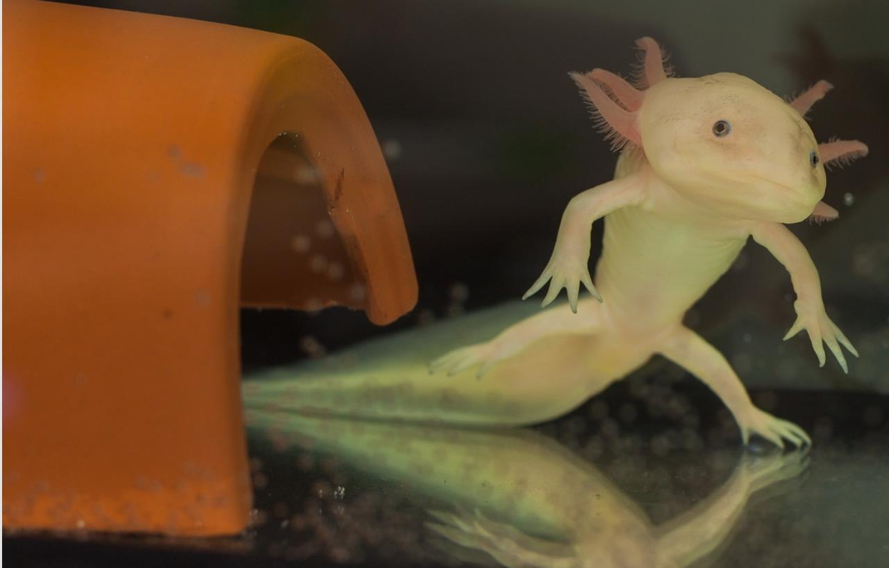 Vyrobit domeček (úkryt) pro axolotla vlastníma rukama