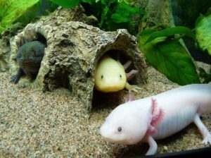 Vyrobit domeček (úkryt) pro axolotla vlastníma rukama