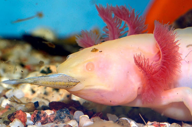 Jedeme na dovolenou co s naším axolotlem