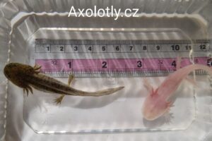 Dva axolotli, hnědí a růžoví